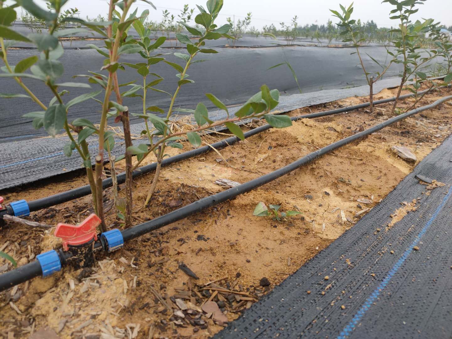 ���̰���